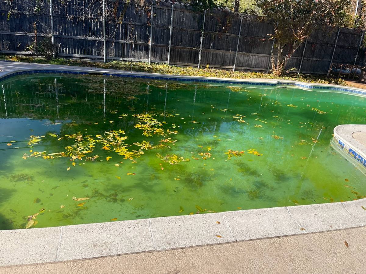 Pool full of leaves and algae before cleanup